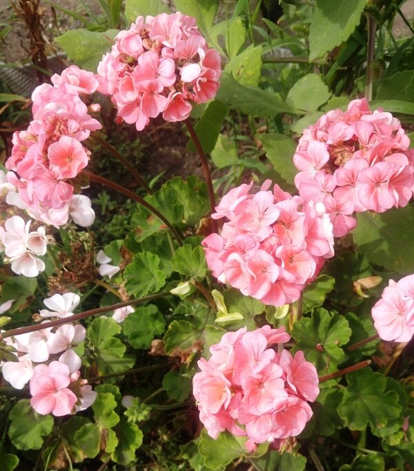 Цветение пеларгонии на клумбе летом.