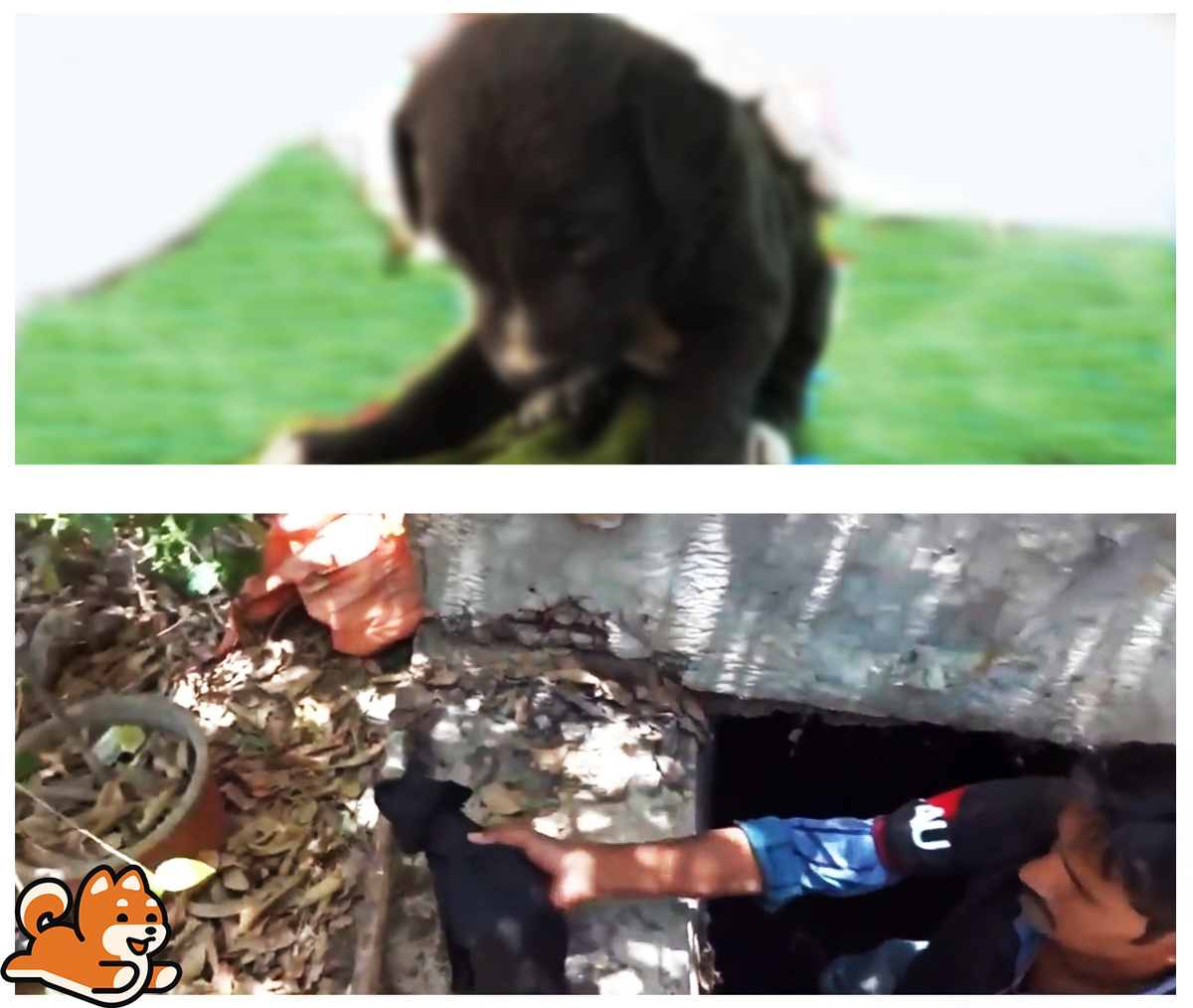 Мужчина достал щенка из канализации