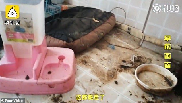 Госпожа Чен снимала грязную квартиру, в которой были собачьи фекалии, размазанные по полу, и заплесневелая еда