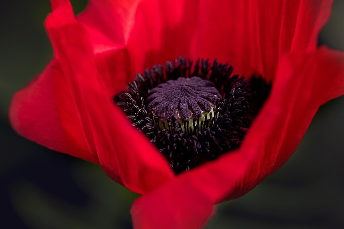 https://pixabay.com/ru