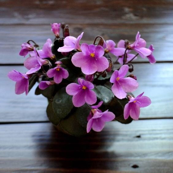 Источник https://www.pinterest.ru/pin/674977062877892935/