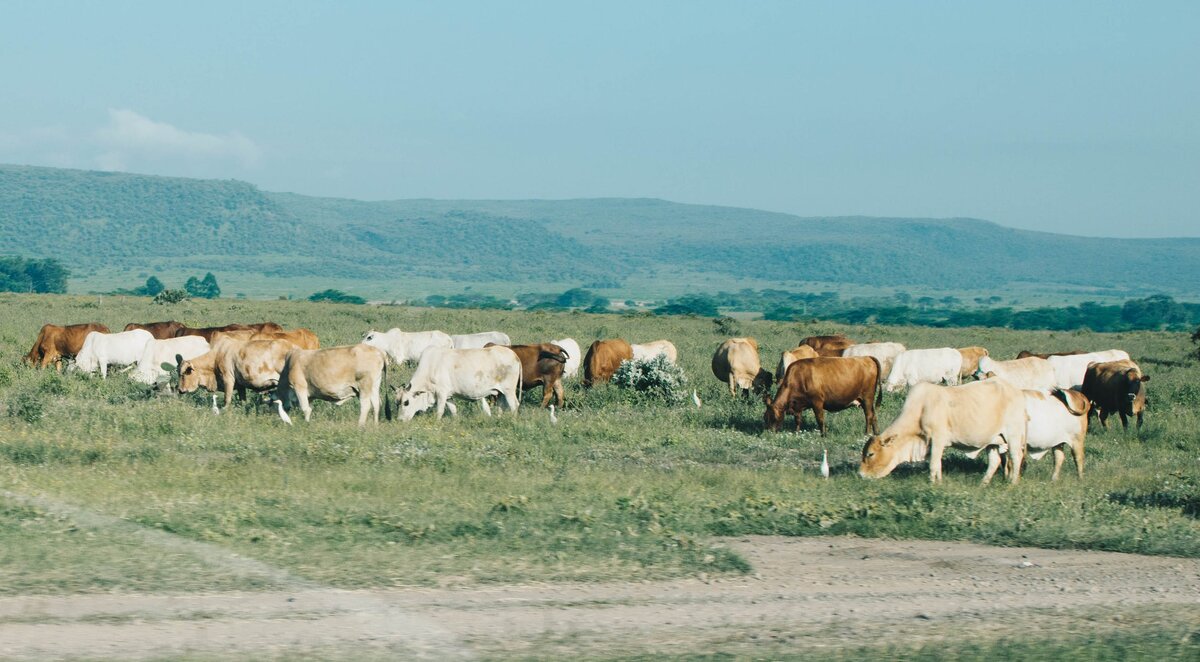 Фото автора Kaniz Sheikh : Pexels 
