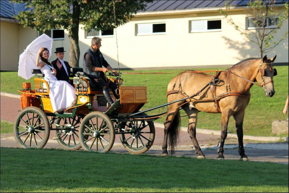 Загородный конный комплекс «Созидатель»