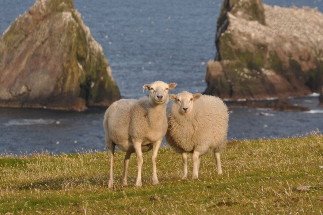 Семейная пара миниатюрных шетландских овечек