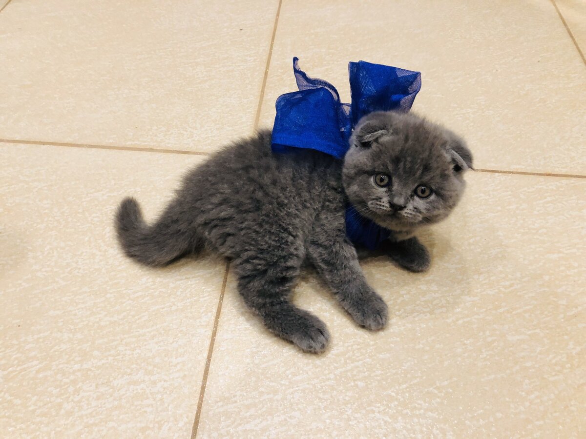 Кот Космос - самый лучший подарочек!