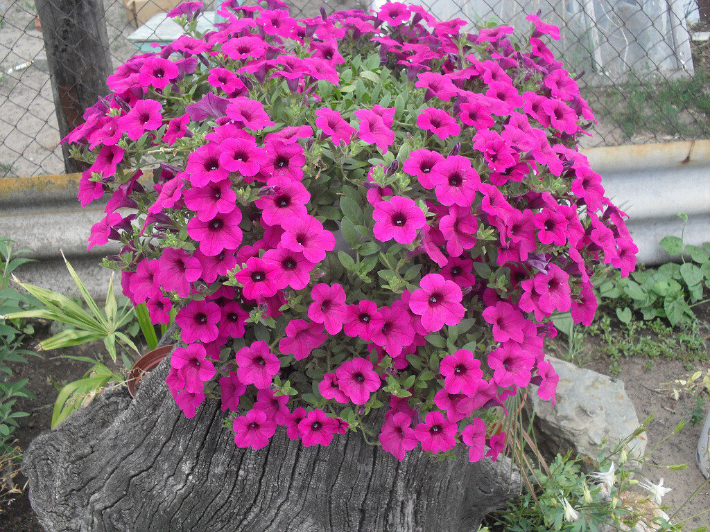 петуния ампельная парпл вельвет f1. петуния ампельная сурфиния f1 парпл вельвет. петуния парпл вельвет. петуния сурфиния парпл вельвет. петуния парпл вельвет.