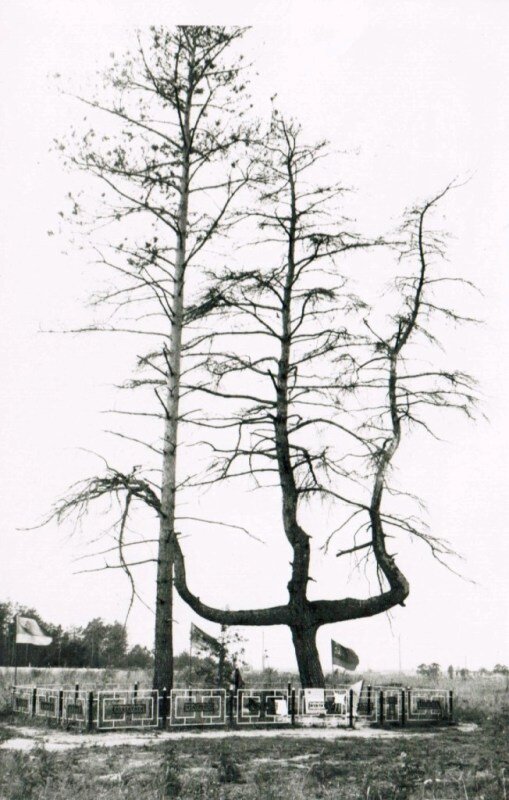 сосна-крест