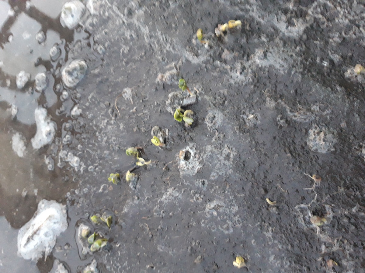 Моя первая редиска