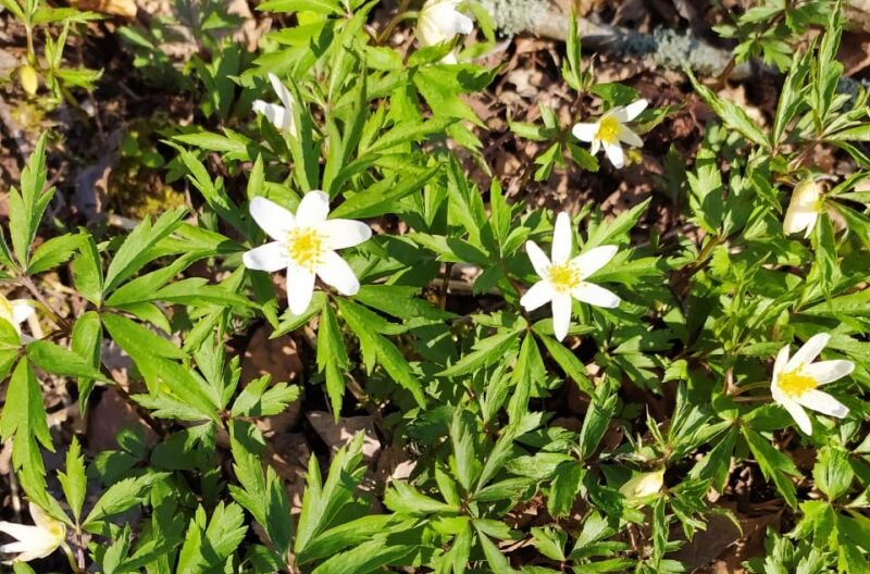 Начинается цветение подснежников.