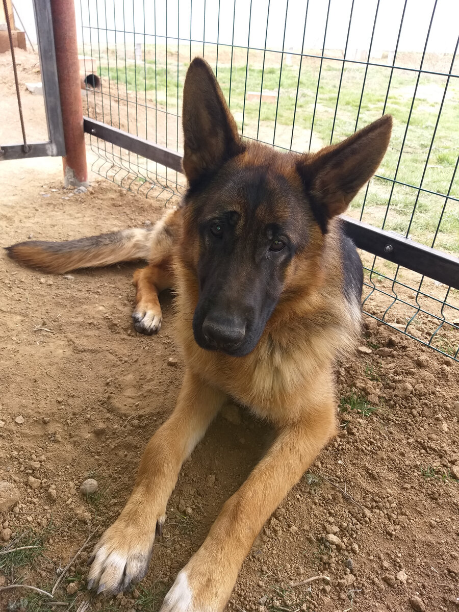 Обживает новое жилище