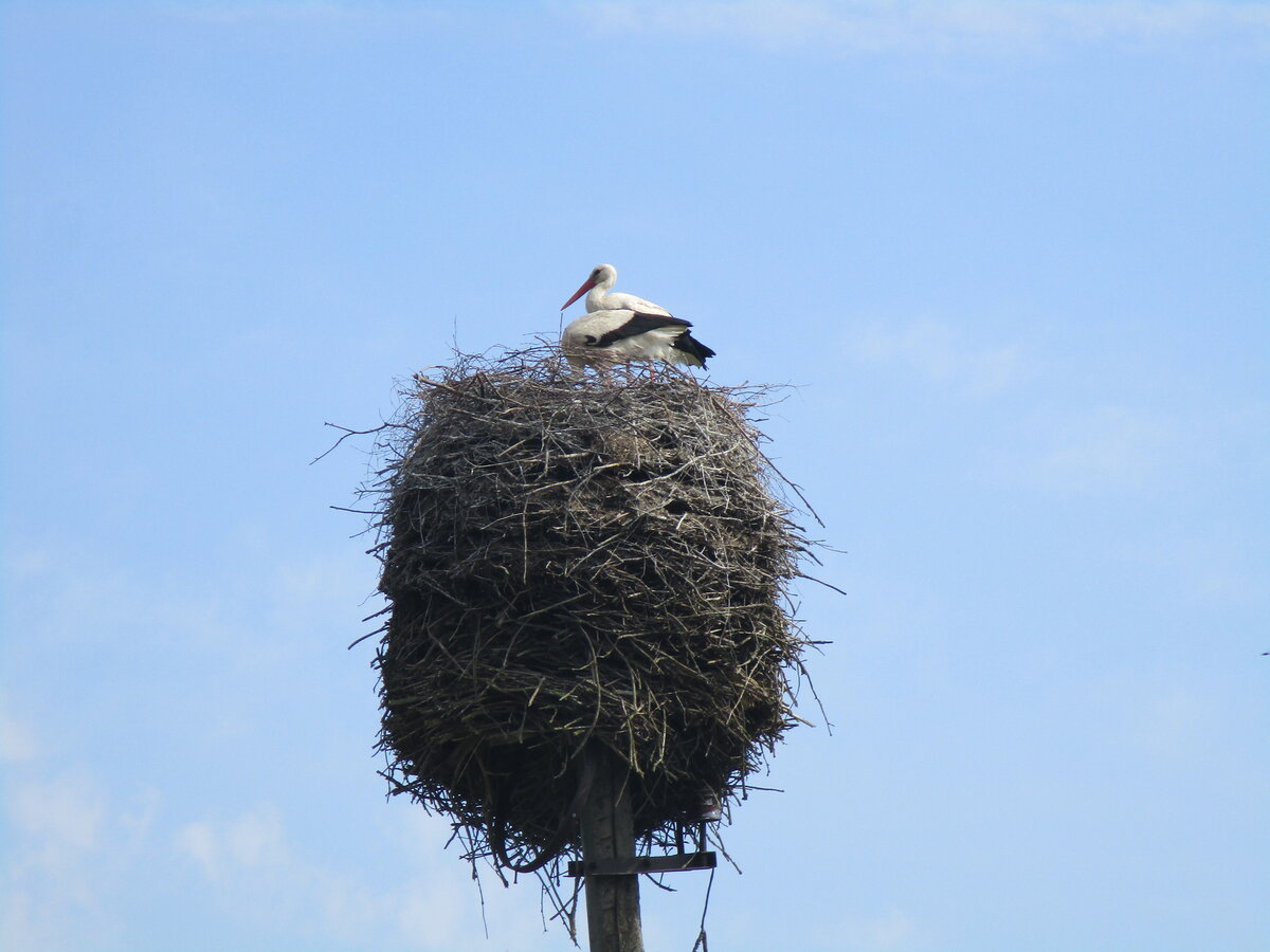 Как сделать гнездо аиста из веток своими руками на даче и приманить птиц?