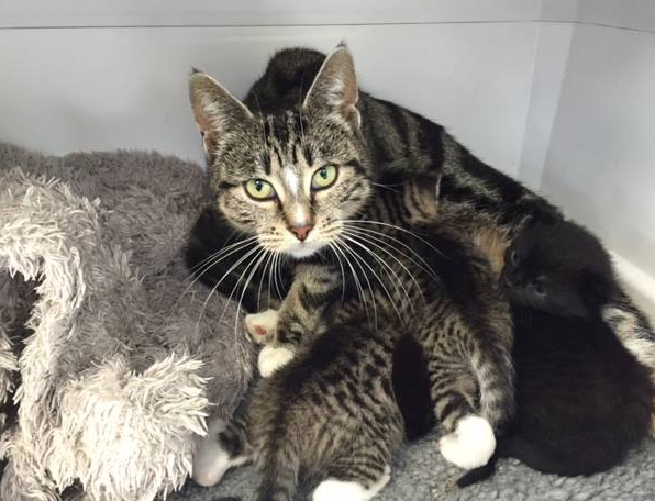 Мама-кошка с котятами. Источник фото: Яндекс-картинки