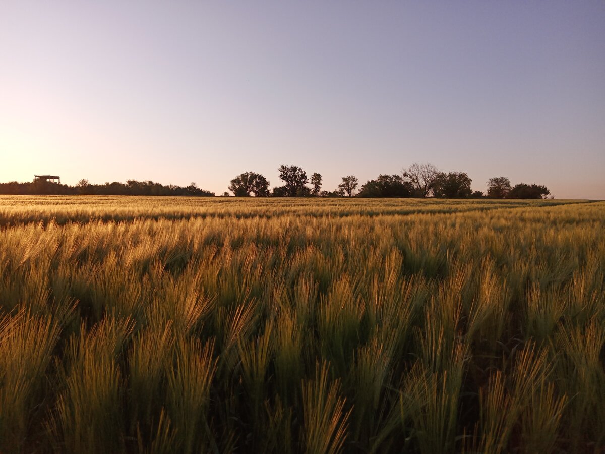 Простор полей 