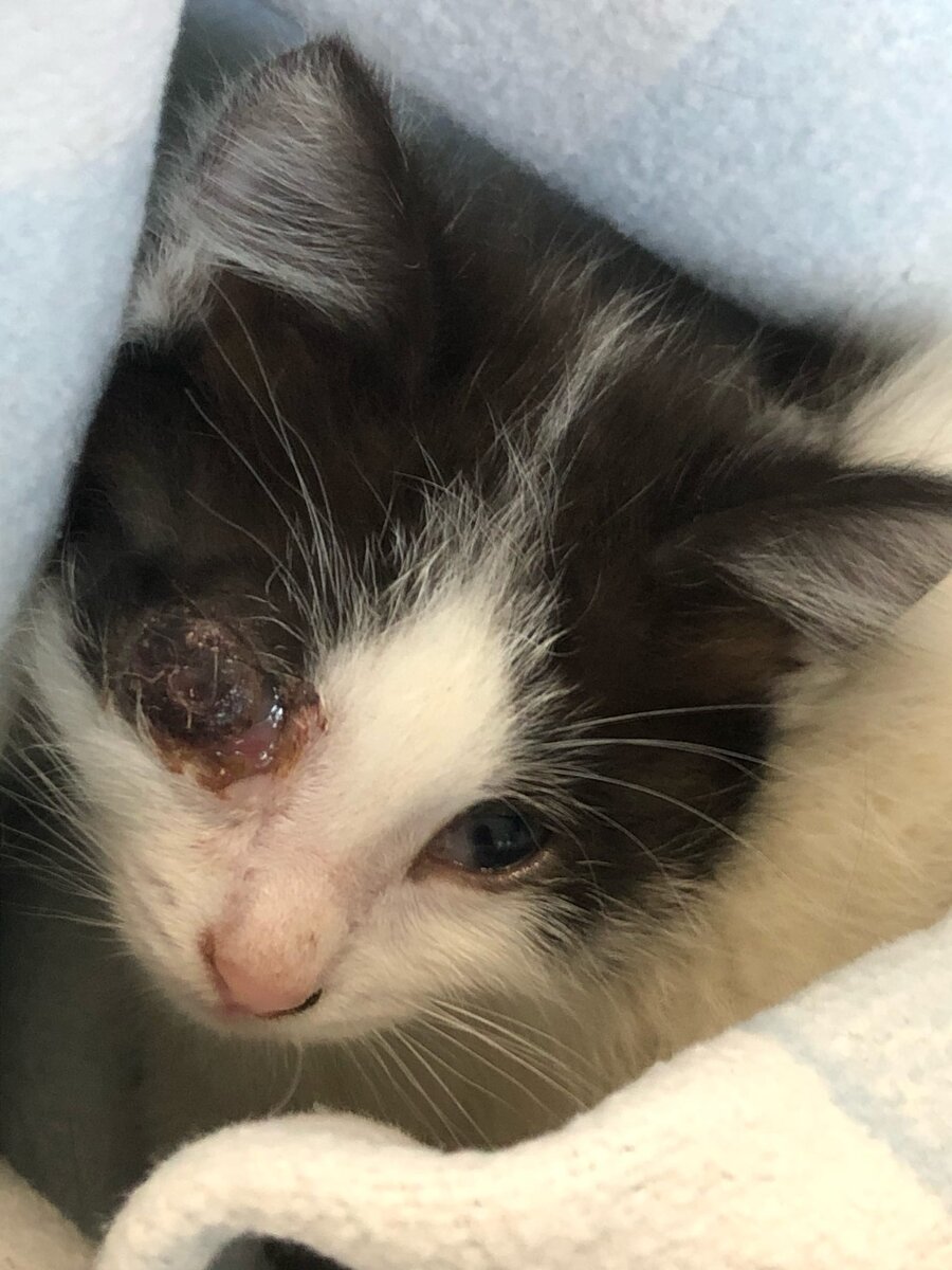 половина мордашки в отёке, изуроченный глаз не давал сомкнуть веки, и все это дело гноилось