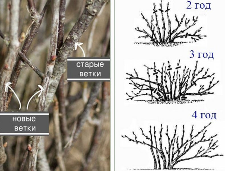 Как обрезать крыжовник весной для начинающих схемы