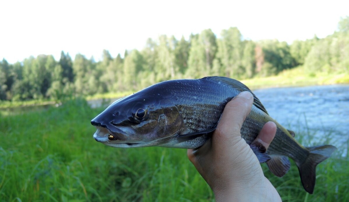 Ловля хариуса на малых реках