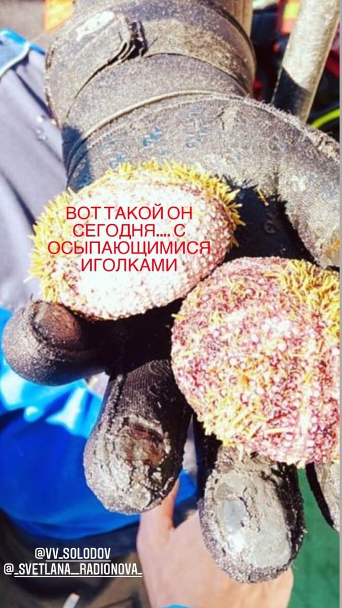 На Камчатке в России на побережье Тихого океана произошла экологическая катастрофа — там уровень нефтепродуктов в воде превысил норму в 4 раза, а фенола — в 2 раза.Вследствие загрязнения океанских вод выбросами из реки, которая впадает в океан, пострадали десятки людей — у них диагностируют массовые отравления и аллергии, а побережье буквально устлано мертвыми обитателями океана, сообщила в своем Instagram очевидица и серфингистка Ела Закратова.КРАТКО И ПО ДЕЛУ В TELEGRAM
По ее словам, первые признаки отравления начали замечать серфингисты около трех недель назад. Люди чувствовали помутнение, сухость, боль и чувство пленки в глазах, болело горло и набухали связки.Как отмечает очевидица, 20 человек из лагеря серфингистов отравились.

Указано, что когда российские власти сделали пробы воды, их результаты поразили: уровень нефтепродуктов в воде превысил норму в 4 раза и фенола — в 2 раза.Причем на берег начало выносить горы мертвых морских обитателей.На опубликованных в соцсетях фото очевидцев видно, как на берегу лежат тела тюленей, осьминогов и других животных, а вода приобрела желтый цвет."Берег усыпан мертвыми осьминогами, морскими ежами, крабами, моллюсками, камбалой. Вряд ли это связано со штормом: непогода у нас через день, но никого так массово не выкидывает", — сообщил телеканалу АСТВ очевидец.По словам жителей, вода в районе Халактырского пляжа изменила цвет и стала небезопасной для здоровья людей, пишет российская "Новая газета"."Недавно мы получили от Greenpeace спутниковые снимки реки, впадающей в океан, и которая, очевидно, и принесла смерть всему живому. Уже 9-го числа (9 сентября) река выливала тоннами яд в океан. Никакой реакции по предотвращению катастрофы и спасения ситуации не было", — добавила девушка.При этом известно, что выше по этой реке находится военный полигон."Понимая, как работает система и как умеют заминать такие вопросы — надо сделать все, чтобы спасти океан сейчас и защитить от катастроф в будущем", — написала в Facebook Ела Закратова.

 Фото: Facebook Ела ЗакратоваНа ситуацию уже отреагировал российский Greenpeace."В связи с крупным экологическим загрязнением и необходимостью срочного реагирования на проблему, Greenpeace в России обратился в Росприроднадзор, Роспотребнадзор, Минобороны и Генпрокуратуру с требованием немедленного расследования причин загрязнения, оценки масштаба и срочного устранения последствий", — заявили в организации."Загрязнение акватории вблизи Халактырского пляжа уже привело к гибели морских животных, отравлению людей. Уникальная природа Камчатки, Всемирное природное наследие ЮНЕСКО находится под угрозой. Один из лучших пляжей для серфинга в России, одна из главных туристических достопримечательностей края опасна для жизни и ставит под вопрос развитие туристического потенциала региона. Необходимо как можно быстрее локализовать и предотвратить дальнейшее загрязнение побережья. Выявить источник загрязнения и принять необходимые меры реагирования", — заявил руководитель климатического проекта Greenpeace в России  Василий Яблоков.Тем временем сообщается, что Камчатская межрайонная природоохранная прокуратура начала проверку по факту загрязнения акватории на Камчатке неустановленным до сих пор источником. Инцидент произошёл в районе Халактырского пляжа — главной локации для профессиональных сёрфингистов и туристической точки Камчатки. Врио министра природных ресурсов и экологии Алексей Кумарьков сообщил, что после проверки проб воды специалисты нашли превышение по нефтепродуктам в четыре раза, а также в 2,5 по фенолу и другим веществам. Масштаб загрязнения до сих пор не определён, но тот факт, что мёртвых животных находят по всему побережью, подтверждает серьёзность ситуации.По словам дайверов, ситуация ухудшается с каждым часом: "Сегодня ребята ныряли и всплыли со слезами на глазах. Всё дно усеяно трупами морских животных. Вся наша подводная красота теперь серо-жёлтого цвета. Рыбы будто сварены в кипятке. Даже самые крепкие ракушки, о которые можно было порвать водолазный костюм отвалились от камней и поверхностей".Позднее российский журналист Юрий Дудь опубликовал видео, снятое с вертолета, на котором видны масштабы загрязнения океанской воды. Также он процитировал Антона Морозова, камчатского серфера:  "Недавно получили от Greenpeace спутниковые снимки реки, которая впадает в океан, и которая, очевидно, и принесла смерть всему живому. Снимки в хронологии 1, 9, 24 сентября показывают, что 9-го числа река уже выливала тоннами отраву в океан. Получается, прошел уже почти месяц. Никакой реакции по предотвращению катастрофы и спасению ситуации не было. Вероятно, если бы ответственные за это событие люди были мужественней и заявили о своем промахе и начали спасательные операции — масштабы этого можно было держать под контролем. Но уже месяц из реки изливается яд, который убивает все вокруг".


Главная
 
Политика и экономика
 
В мире
 
ПРОИСШЕСТВИЯ
ПРОИСШЕСТВИЯ03 ОКТЯБРЯ, 13:10
Экокатастрофа в РФ: на побережье океана выбросило мертвых тюленей и осьминогов (ФОТО)
Также люди на Камчатке, купавшиеся в океане, жалуются на свое здоровье

По всему берегу разбросаны тела мертвых океанских животных. Фото: ASTVПо всему берегу разбросаны тела мертвых океанских животных. Фото: ASTV
share
На Камчатке в России на побережье Тихого океана произошла экологическая катастрофа — там уровень нефтепродуктов в воде превысил норму в 4 раза, а фенола — в 2 раза.

Вследствие загрязнения океанских вод выбросами из реки, которая впадает в океан, пострадали десятки людей — у них диагностируют массовые отравления и аллергии, а побережье буквально устлано мертвыми обитателями океана, сообщила в своем Instagram очевидица и серфингистка Ела Закратова. 


КРАТКО И ПО ДЕЛУ В TELEGRAM
По ее словам, первые признаки отравления начали замечать серфингисты около трех недель назад. Люди чувствовали помутнение, сухость, боль и чувство пленки в глазах, болело горло и набухали связки.

Как отмечает очевидица, 20 человек из лагеря серфингистов отравились.

СВЕЖИЕ НОВОСТИ
Резкий рост цен на зерно не ожидается, но плохие прогнозы держат рынок в тонусе — эксперт
1 ЧАС НАЗАД
Минцифры запустило приложение "Дія 2.0": какие новые цифровые документы и услуги появились
2 ЧАСА НАЗАД
В Европарламенте допускают отмену безвиза отдельным украинским политикам и олигархам
3 ЧАСА НАЗАД
ВСЕ НОВОСТИ
ЧИТАЙТЕ ТАКЖЕ:
Человечество исчерпало запас природных ресурсов на 2020 год, начав жить "в долг" — ученые
Указано, что когда российские власти сделали пробы воды, их результаты поразили: уровень нефтепродуктов в воде превысил норму в 4 раза и фенола — в 2 раза.

Причем на берег начало выносить горы мертвых морских обитателей.




На опубликованных в соцсетях фото очевидцев видно, как на берегу лежат тела тюленей, осьминогов и других животных, а вода приобрела желтый цвет. 

"Берег усыпан мертвыми осьминогами, морскими ежами, крабами, моллюсками, камбалой. Вряд ли это связано со штормом: непогода у нас через день, но никого так массово не выкидывает", — сообщил телеканалу АСТВ очевидец.

По словам жителей, вода в районе Халактырского пляжа изменила цвет и стала небезопасной для здоровья людей, пишет российская "Новая газета".



"Недавно мы получили от Greenpeace спутниковые снимки реки, впадающей в океан, и которая, очевидно, и принесла смерть всему живому. Уже 9-го числа (9 сентября) река выливала тоннами яд в океан. Никакой реакции по предотвращению катастрофы и спасения ситуации не было", — добавила девушка. 



При этом известно, что выше по этой реке находится военный полигон.

"Понимая, как работает система и как умеют заминать такие вопросы — надо сделать все, чтобы спасти океан сейчас и защитить от катастроф в будущем", — написала в Facebook Ела Закратова. 


 

Фото: Facebook Ела Закратова

На ситуацию уже отреагировал российский Greenpeace.

"В связи с крупным экологическим загрязнением и необходимостью срочного реагирования на проблему, Greenpeace в России обратился в Росприроднадзор, Роспотребнадзор, Минобороны и Генпрокуратуру с требованием немедленного расследования причин загрязнения, оценки масштаба и срочного устранения последствий", — заявили в организации. 

"Загрязнение акватории вблизи Халактырского пляжа уже привело к гибели морских животных, отравлению людей. Уникальная природа Камчатки, Всемирное природное наследие ЮНЕСКО находится под угрозой. Один из лучших пляжей для серфинга в России, одна из главных туристических достопримечательностей края опасна для жизни и ставит под вопрос развитие туристического потенциала региона. Необходимо как можно быстрее локализовать и предотвратить дальнейшее загрязнение побережья. Выявить источник загрязнения и принять необходимые меры реагирования", — заявил руководитель климатического проекта Greenpeace в России  Василий Яблоков. 

Тем временем сообщается, что Камчатская межрайонная природоохранная прокуратура начала проверку по факту загрязнения акватории на Камчатке неустановленным до сих пор источником. Инцидент произошёл в районе Халактырского пляжа — главной локации для профессиональных сёрфингистов и туристической точки Камчатки. Врио министра природных ресурсов и экологии Алексей Кумарьков сообщил, что после проверки проб воды специалисты нашли превышение по нефтепродуктам в четыре раза, а также в 2,5 по фенолу и другим веществам. Масштаб загрязнения до сих пор не определён, но тот факт, что мёртвых животных находят по всему побережью, подтверждает серьёзность ситуации.

По словам дайверов, ситуация ухудшается с каждым часом: "Сегодня ребята ныряли и всплыли со слезами на глазах. Всё дно усеяно трупами морских животных. Вся наша подводная красота теперь серо-жёлтого цвета. Рыбы будто сварены в кипятке. Даже самые крепкие ракушки, о которые можно было порвать водолазный костюм отвалились от камней и поверхностей". 

Позднее российский журналист Юрий Дудь опубликовал видео, снятое с вертолета, на котором видны масштабы загрязнения океанской воды. Также он процитировал Антона Морозова, камчатского серфера:  "Недавно получили от Greenpeace спутниковые снимки реки, которая впадает в океан, и которая, очевидно, и принесла смерть всему живому. Снимки в хронологии 1, 9, 24 сентября показывают, что 9-го числа река уже выливала тоннами отраву в океан. Получается, прошел уже почти месяц. Никакой реакции по предотвращению катастрофы и спасению ситуации не было. Вероятно, если бы ответственные за это событие люди были мужественней и заявили о своем промахе и начали спасательные операции — масштабы этого можно было держать под контролем. Но уже месяц из реки изливается яд, который убивает все вокруг". 




Напомним, в середине июня 2019 года на встрече "Большой двадцатки" (G20) в Японии участники заключили первое международное соглашение по сокращению пластиковых отходов в мировом океане. В документе сформулированы общие для всех правила по борьбе с пластиковым загрязнением и прописаны конкретные необходимые меры.
