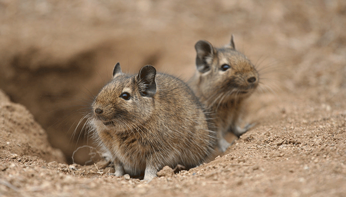В природе дегу живут общинами