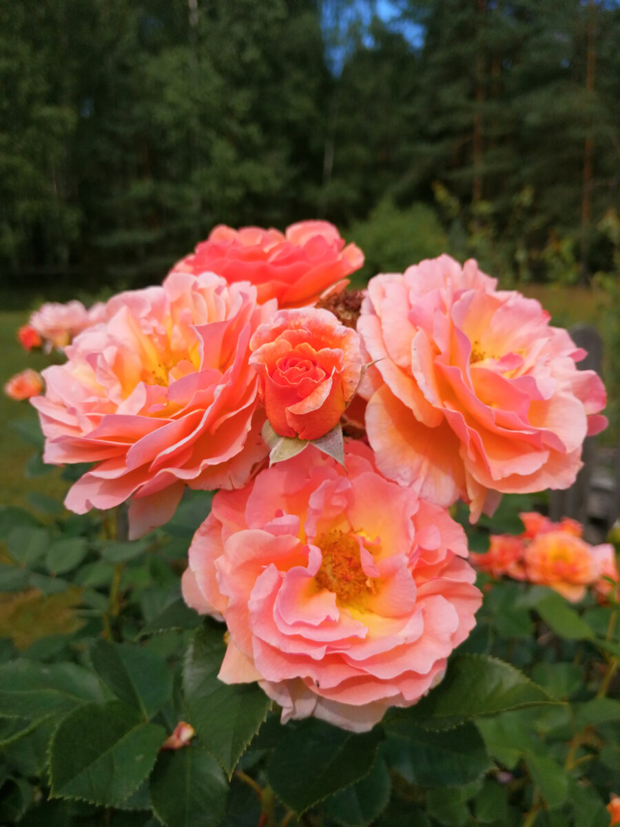 Arabia/Арабия, шраб от Tantau, здесь и далее - фото автора