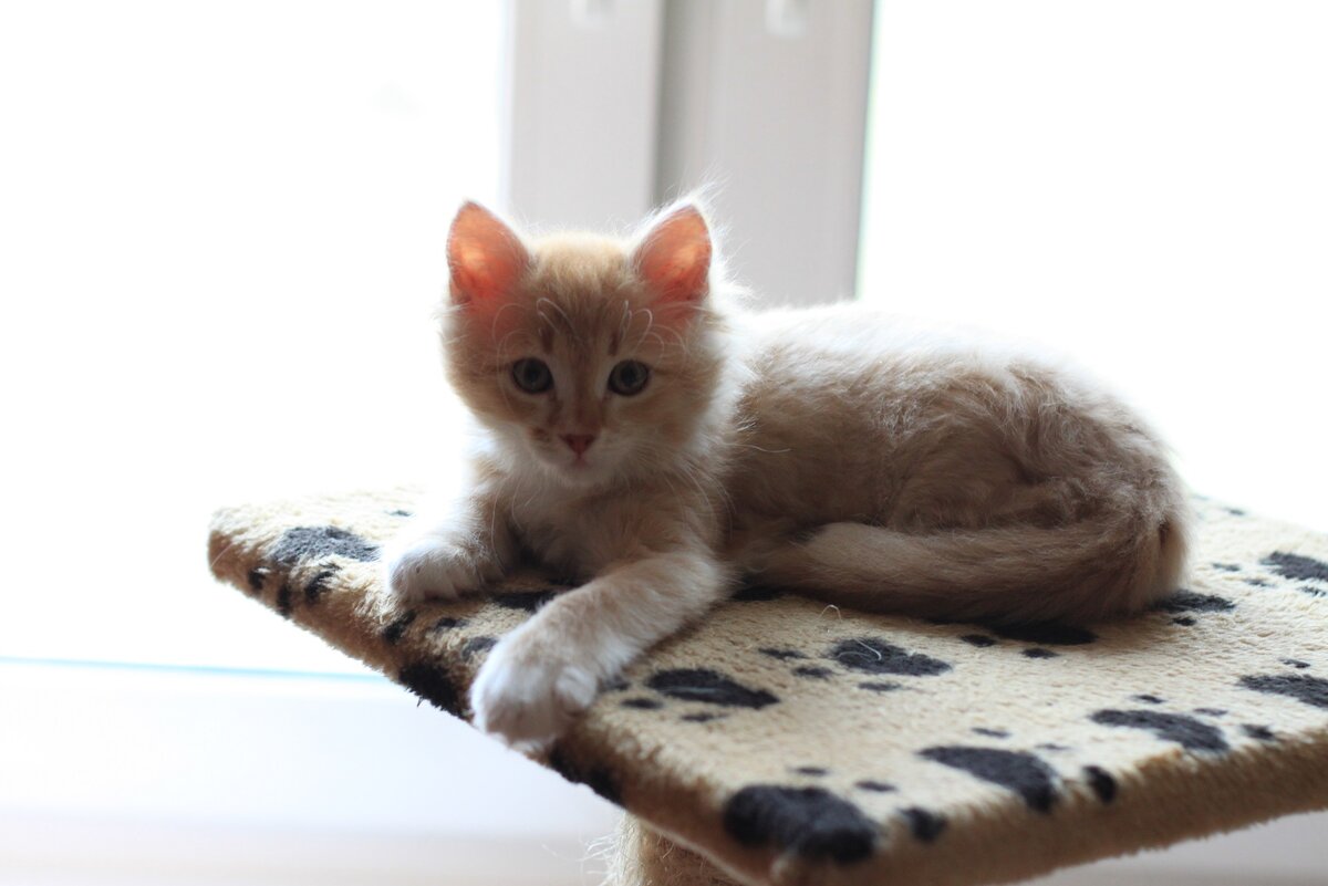 Бенечке 2,5 месяца. Фото автора