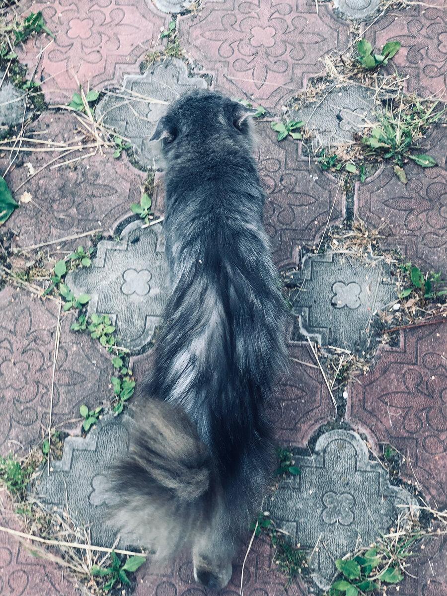 Фото Фили, сделанное на днях. Худенький кот с не очень длинной шерсткой, но она начала немножко уже отрастать. 