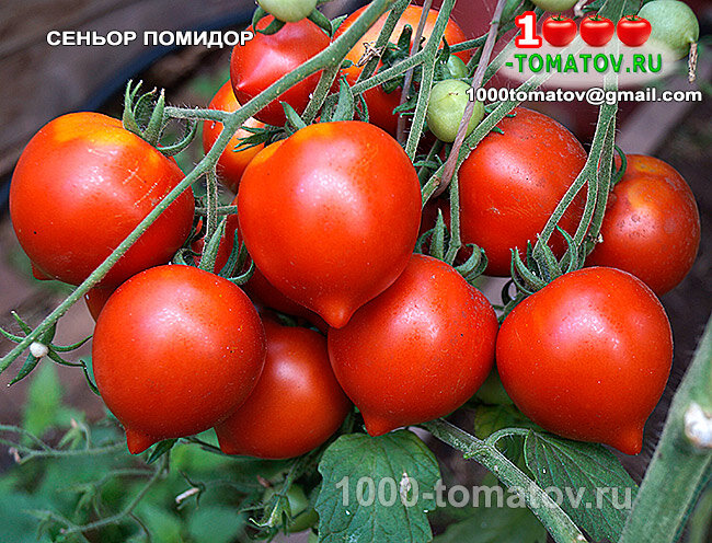 Томат Сеньор помидор фото 1