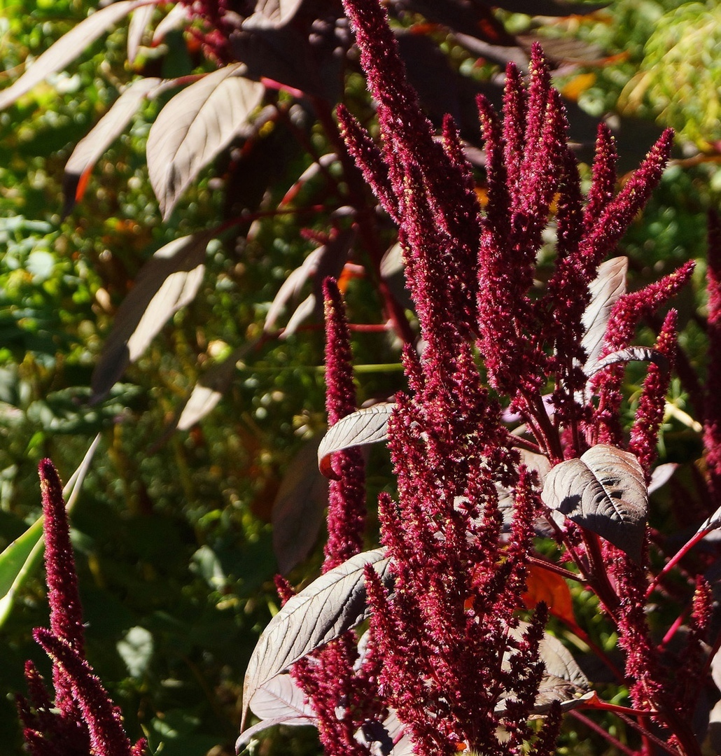 Амарант печальный (Amaranthus hypochondriacus) 