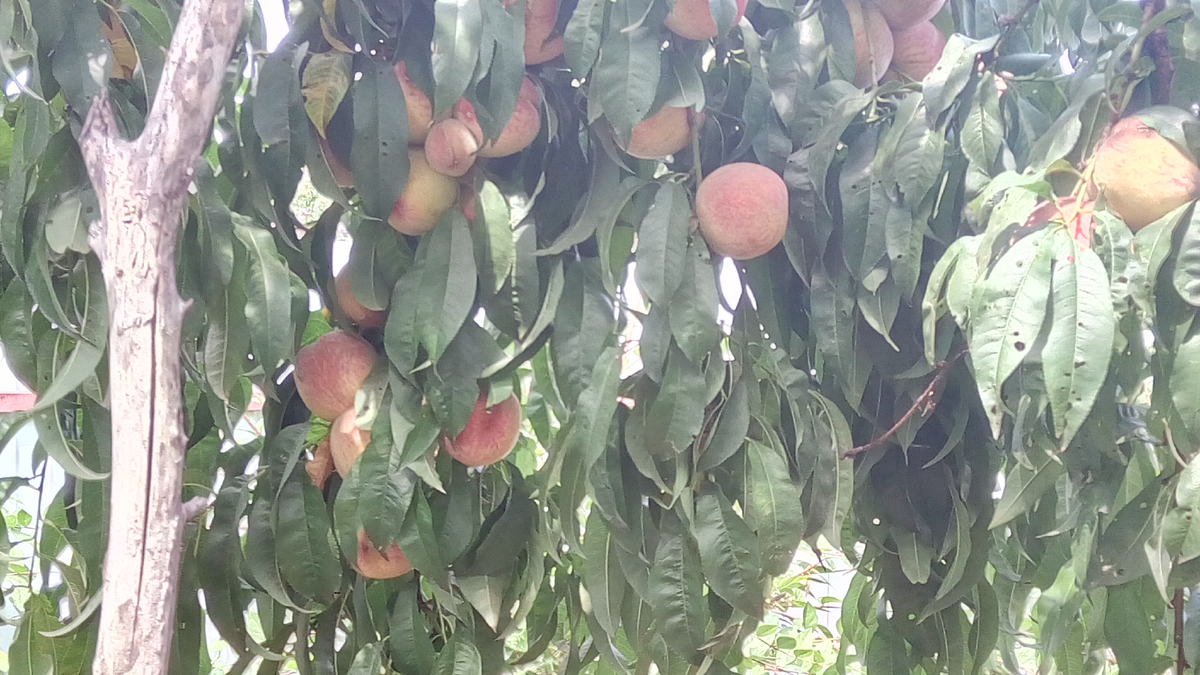 Небывалый урожай персиков сорта "Белый лебедь"