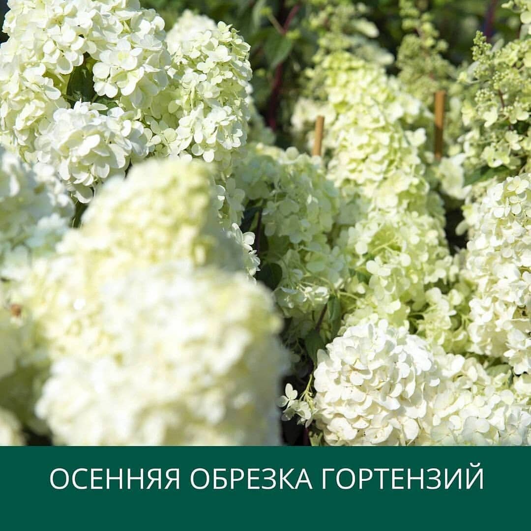Осенняя обрезка гортензий