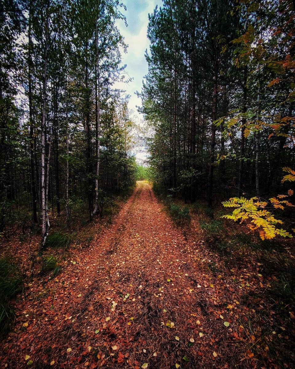 Осенний лес. Солнце сюда мало попадает, вся красота спрятана на опушке