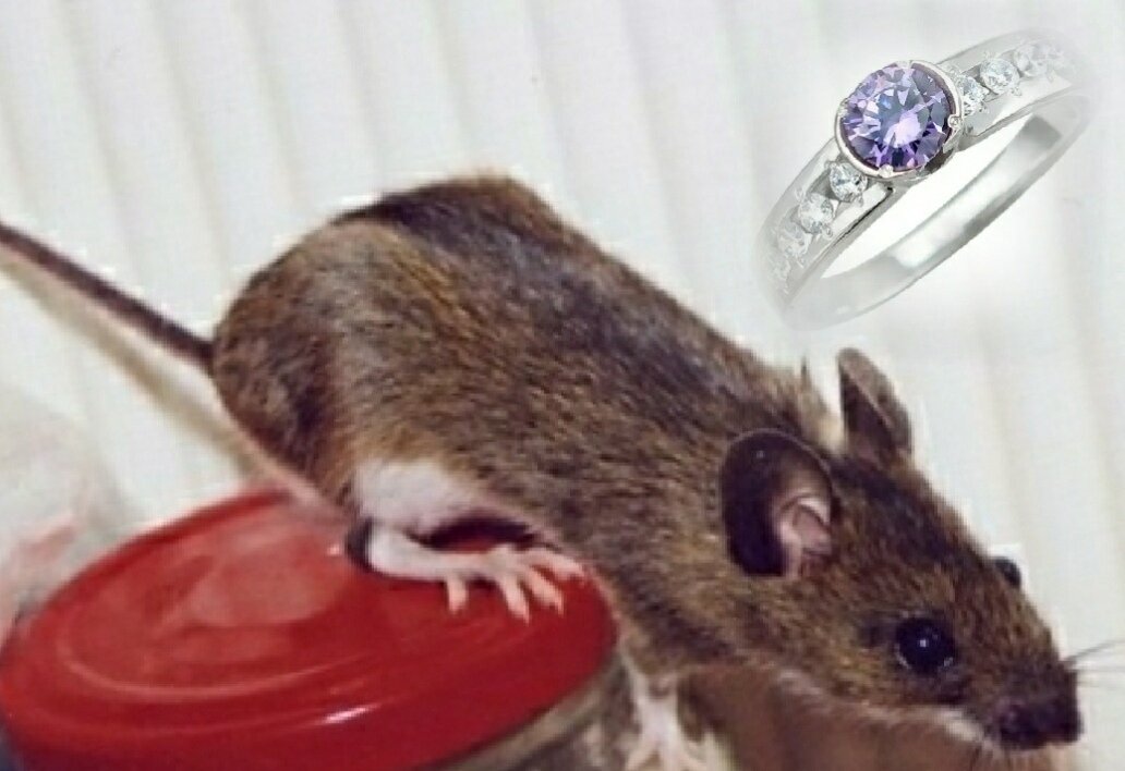 фото из открытого доступа