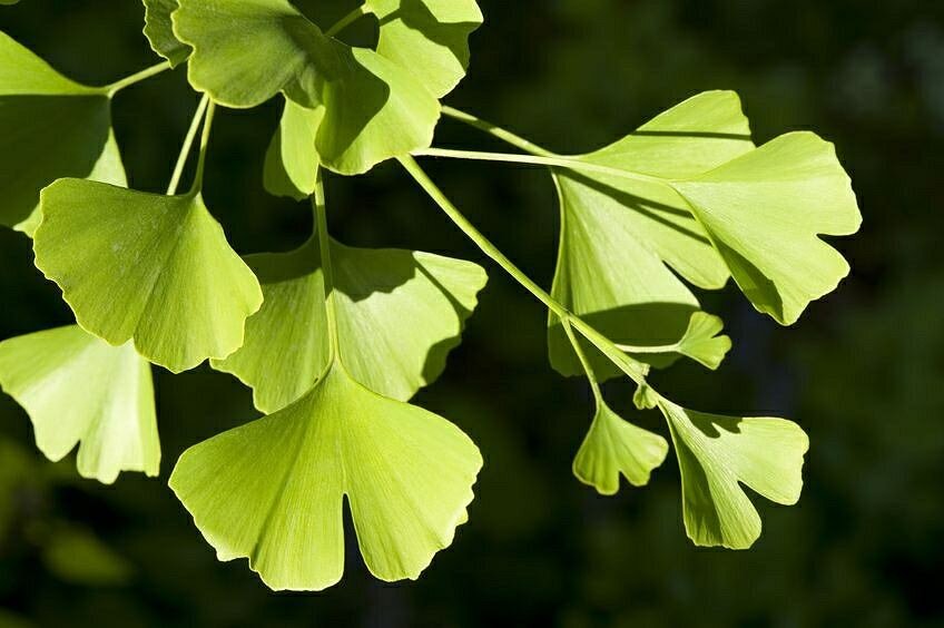 Ginkgo biloba - листья.  Фото не моё!