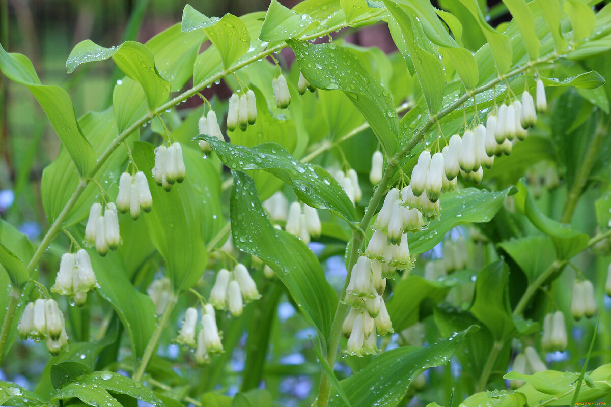 Polygonatum Roseum