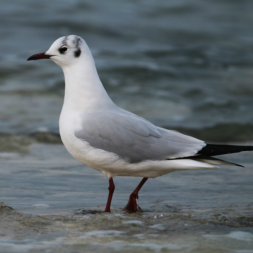 Зимнее оперение. Яндекс картинки.
