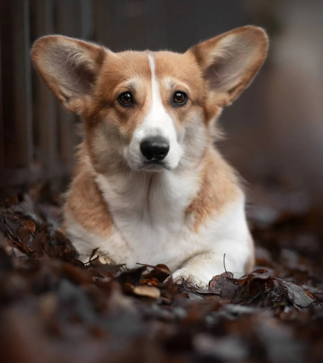 Фото из Интернета. 