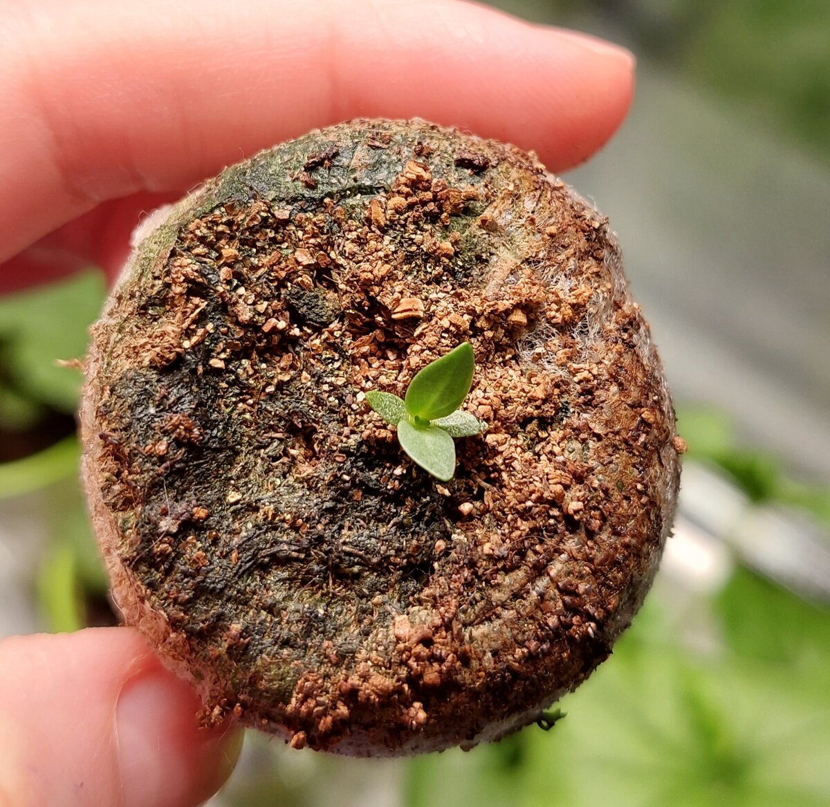 Первые всходы Эустомы в торфяной таблетке 