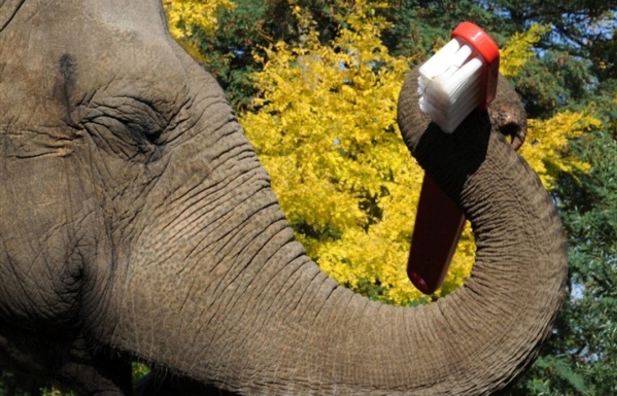 Слоновый зуб. Слоновья зубная паста эксперимент. Зубная паста для слона. Паста для слона опыт для детей.