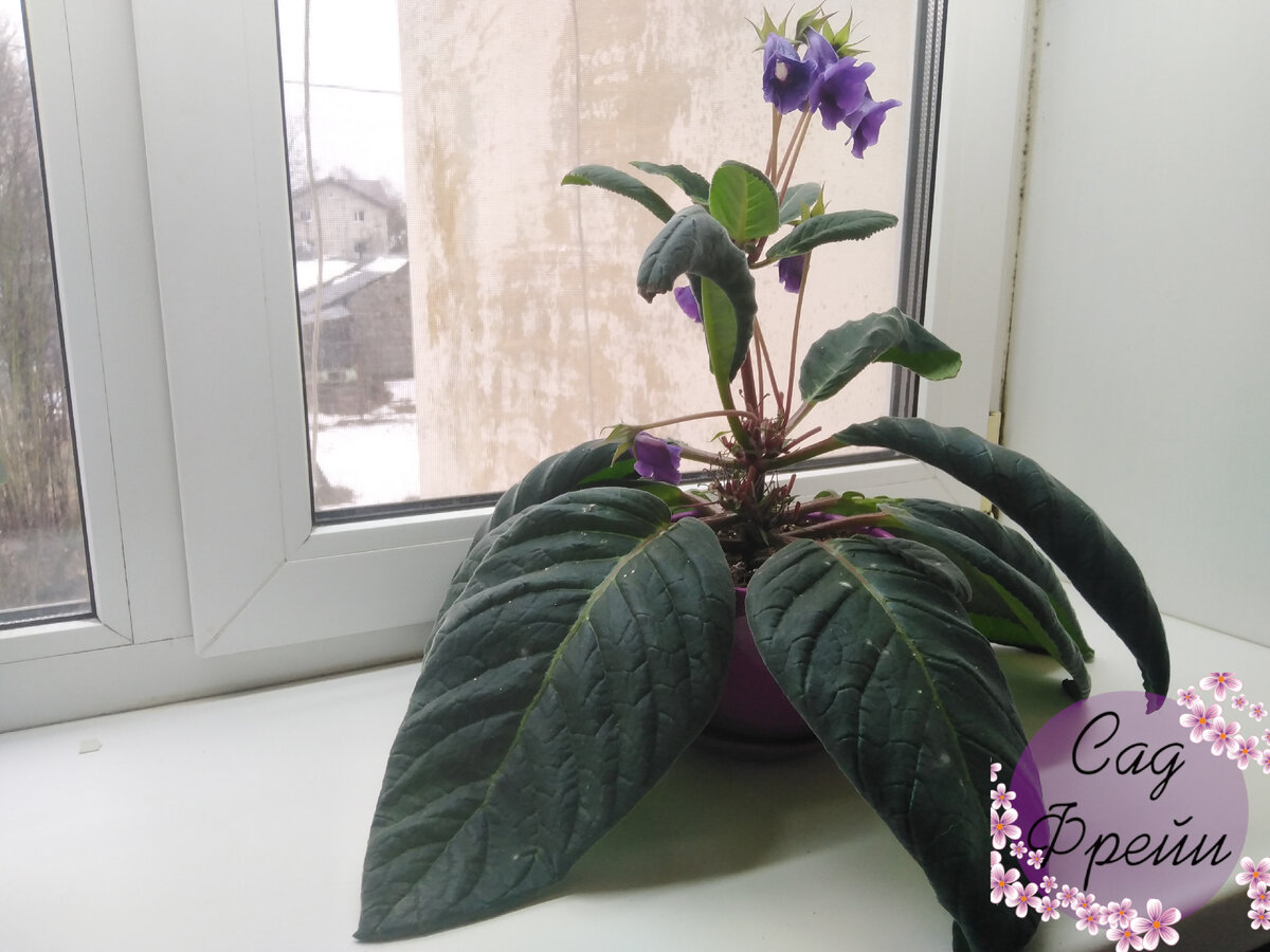 Щедрое растение дало больше 50 цветоносов (дальше считать мне надоело). Когда срезала увядшие, осталась вот такая кочерыжка и верхушка