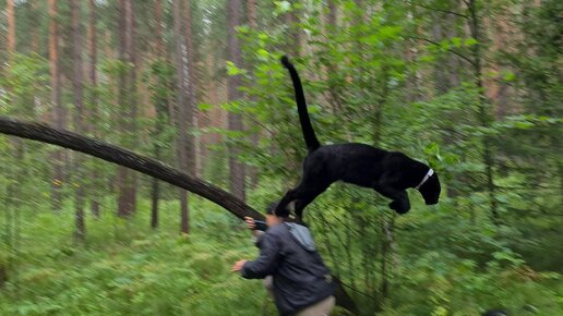 Пантера Луна и Венза наконец-то на свободе😸❤️