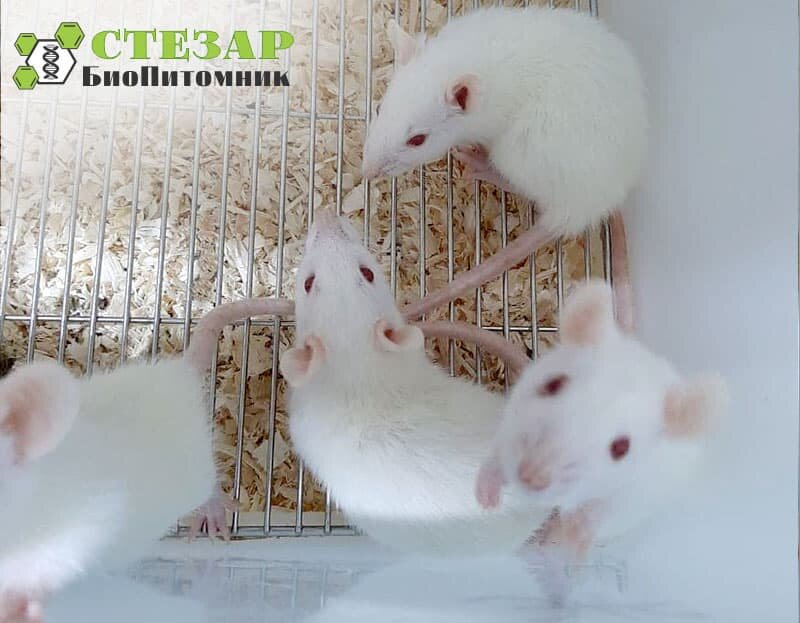 Крысы линейные Wistar в БиоПитомнике Стезар / Фото с нашего сайта www.biopitomnik.ru