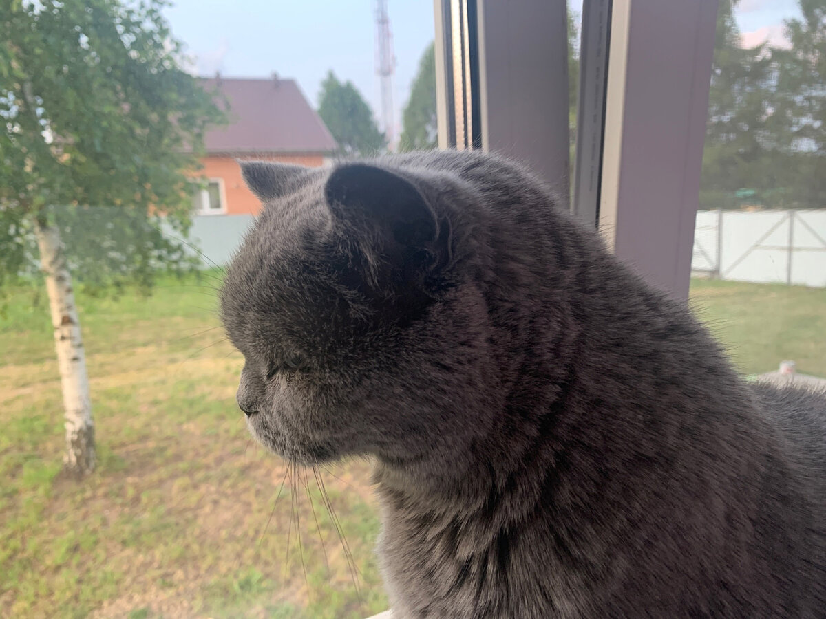 В роли Филея наш любимый не персиковый, но тоже важный британец Лексус. Усыновили в полтора года. Считает себя кровным и главным членом семьи)