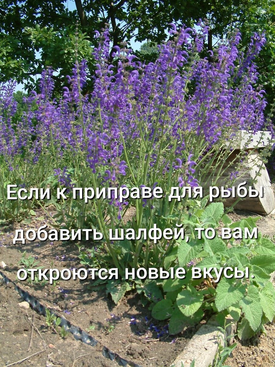 Два рецепта для улучшения вкуса