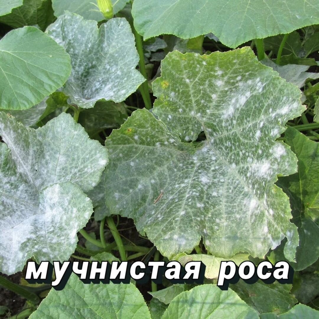 Мучнистая роса: признаки, лечение и профилактика опасной болезни Plant leaves, P