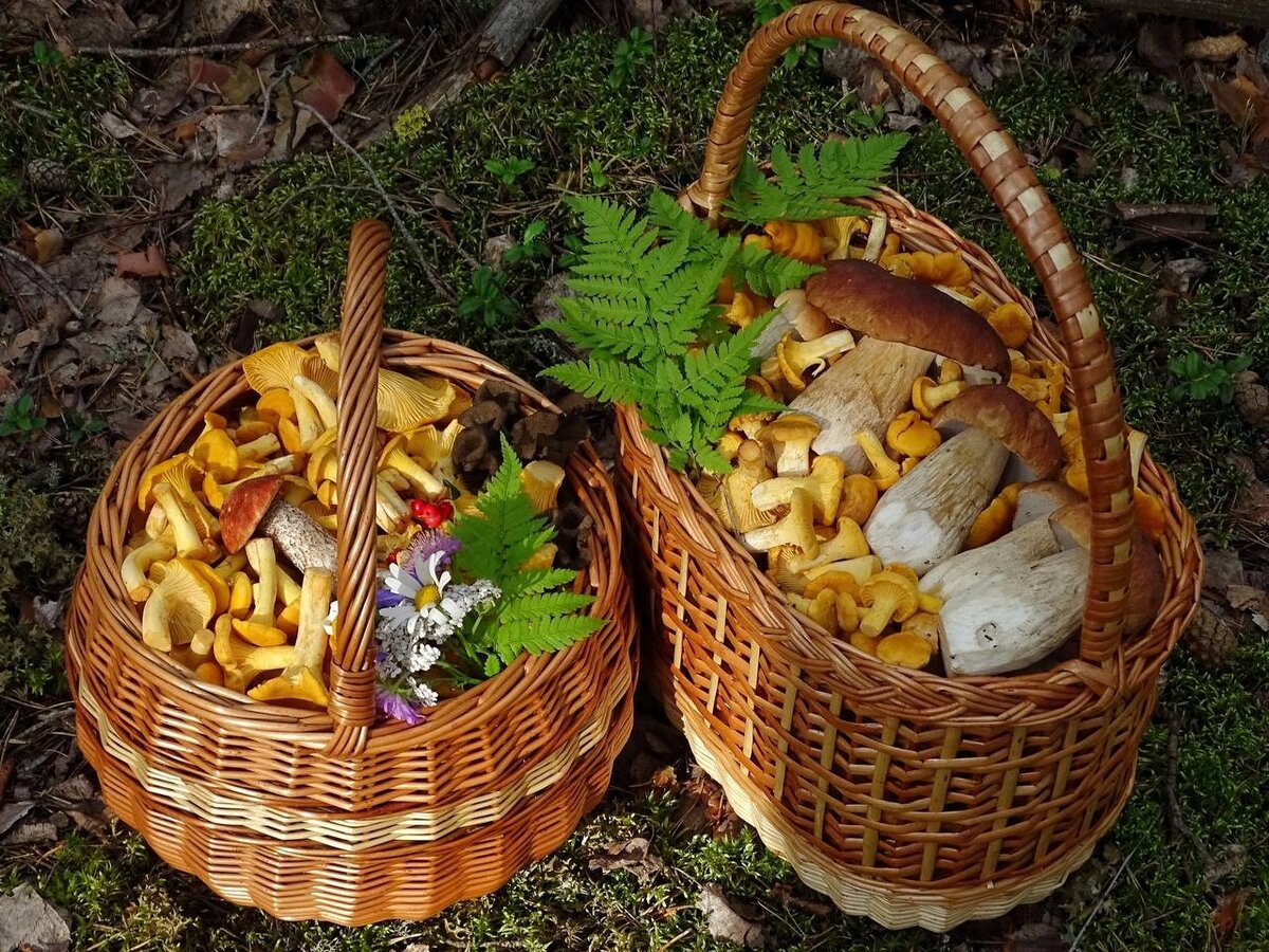 Автор фото: Анна Крупская. Группа ВК "Грибы и Грибники СПб" 