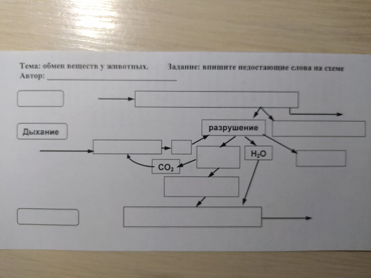 Урок зоологии. Простейшие — одна из любимых тем | Елена Сова: пуд соли в  школе | Дзен