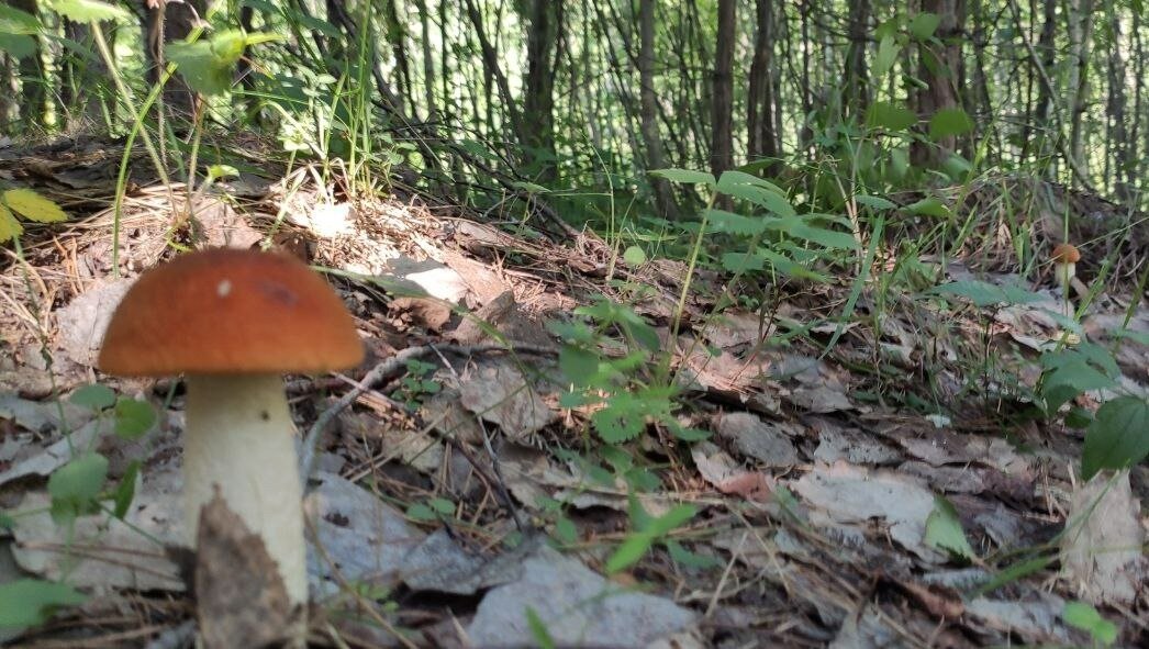 8 полезных грибов Подмосковья, которые грибники считают поганками