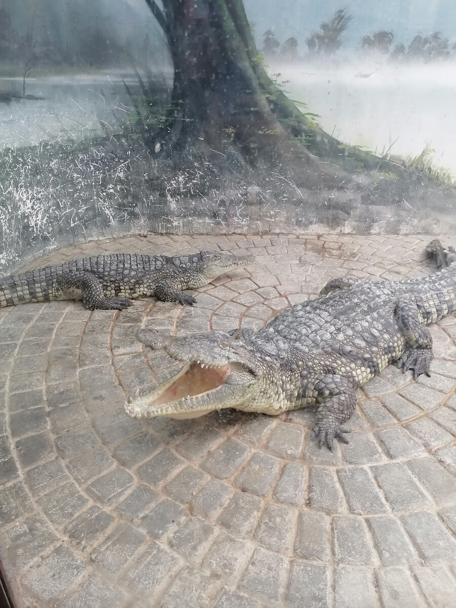 Краснодар, Зоопарк на  Солнечном Острове. Фото автора, 2023 год. Больше фото в карусели.