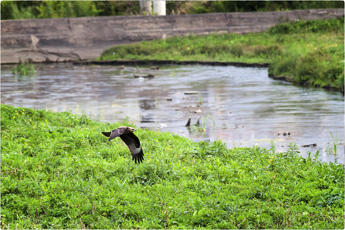 1. Чёрный коршун — молодой © NickFW.ru  — 27.08.2018г.