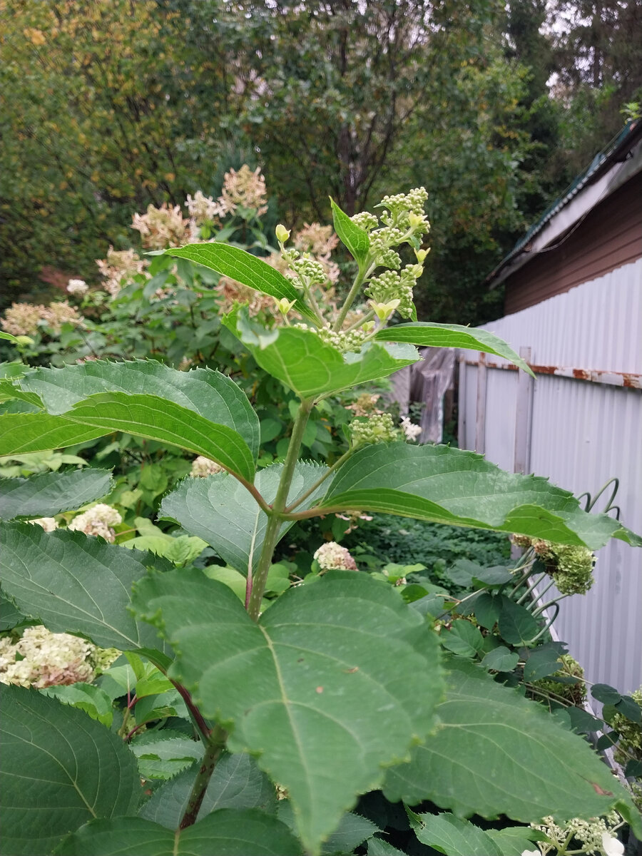 Гортензия October Bride в моем саду. Осень 2023.