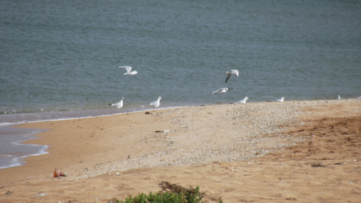 Здесь ракушки видны. Они примерно диаметром от 1 до 5 см; в Должанской мельче значительно